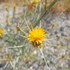 Noxious Weeds in Salt Lake County, Utah icon
