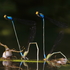 Odonata Nusatenggara - Dragonflies and darmselfies of Sumbawa icon