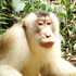 Primates of Malaysia icon