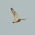 Birds of Schouwen-Duiveland icon