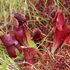 Food webs of purple pitcher plants (Sarracenia purpurea) icon