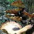 Fungi and Lichens of Clark Reservation State Park icon