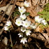 New York Wildflower Monitoring Project icon