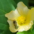 Pollinators and Pests of the Cayman Islands icon