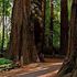 SCU&#39;s CA Plant Diversity - Henry Cowell icon