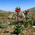 Flowering plants of Turkey icon