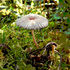 Fungi_by Julie Vause icon