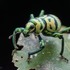 Philippine Beetles icon