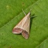 Moths of Bengal - বাংলার মথ icon