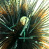Sea Urchin Distribution in Peninsular  Malaysia icon