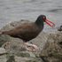 Dillon Beach Biomimicry Bioblitz 2015 icon