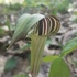 Arisaema Appreciation Zone icon