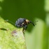 Beetles of Hampshire icon