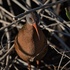 Nature of the Yolo Bypass Wildlife Area icon