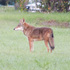 UCF Biodiversity icon