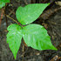 Poison Ivy of BBG icon