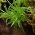 Bosmon&#39;s Bryophytes and Liverworts of Epping Forest icon