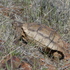 Tortoises of Washington County icon