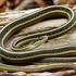 Reptiles of Glen Helen icon