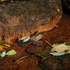 Amphibians of Glen Helen icon
