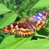 Чешуекрылые (бабочки) Омской области. Lepidoptera of Omsk Province. Russia icon