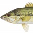 Guadalupe and Spotted Bass genetics Project icon