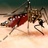 Mosquitoes in Hawai&#39;i icon