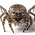 FLOW Jumping Spider icon