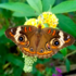 Buckeye Butterflies! icon