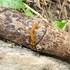 Terrestrial flatworms in Korea icon