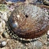 Abalone Watch - Cal Coast icon