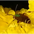 Fall Pollinators of San Antonio Texas icon