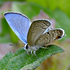 Chilades Butterfly Life-cycles icon