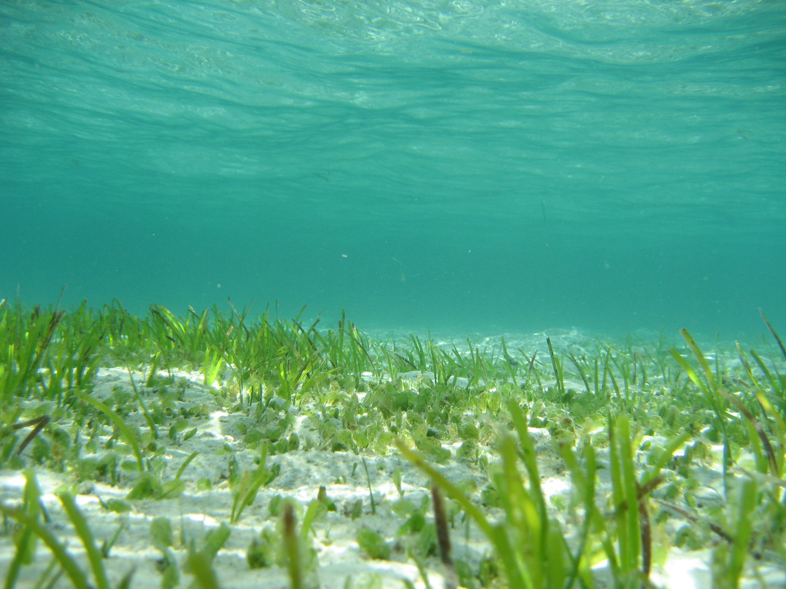 The Seagrasses Of The World · INaturalist