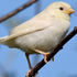 Albino &amp; Leucistic birds icon