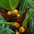 Figs of Borneo icon