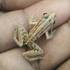 Frogs of Sakleshpur icon