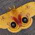 Geauga County, OH Nocturnal Insect Survey icon