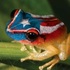 Volcano Coqui Frog Mapping icon