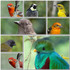 Aves de Costa Rica (Birds) icon