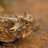 Texas horned lizard project of south Texas icon