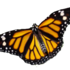 Mariposa Monarca, Danaus plexippus, en Venezuela icon