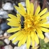 Pollinators of Uxbridge, MA icon