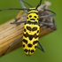 Cerambycidae of Thailand icon