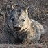 Mammals of South Australia icon