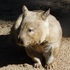 Mammals of South Australia icon