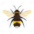 Bumble Bees of Northwestern Ontario icon