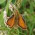 Butterflies &amp; Moths in Brighton &amp; Hove icon