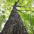 Peterborough Old-Growth Forest Project - Level 1 icon