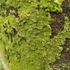 Lichens of Banks Peninsula icon